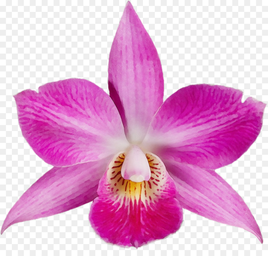 Flor，La Floración De La Planta PNG