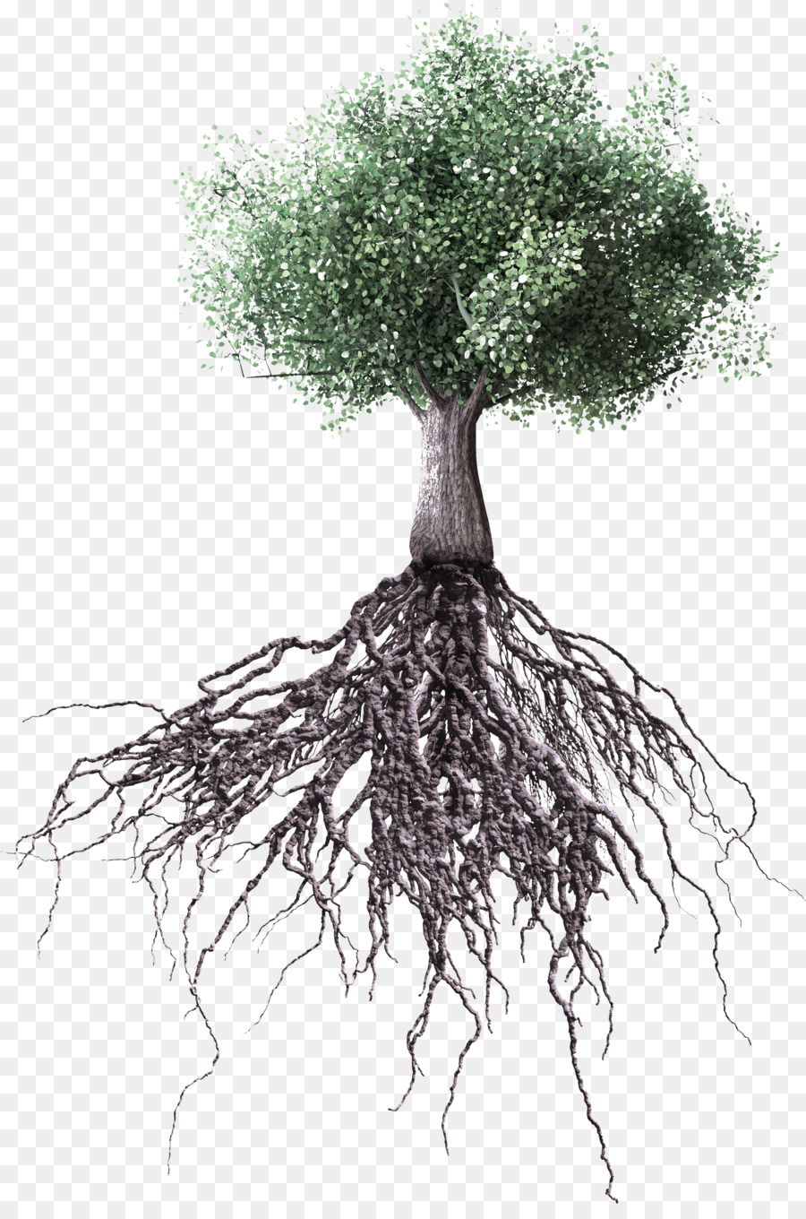 Árbol，Raíz PNG