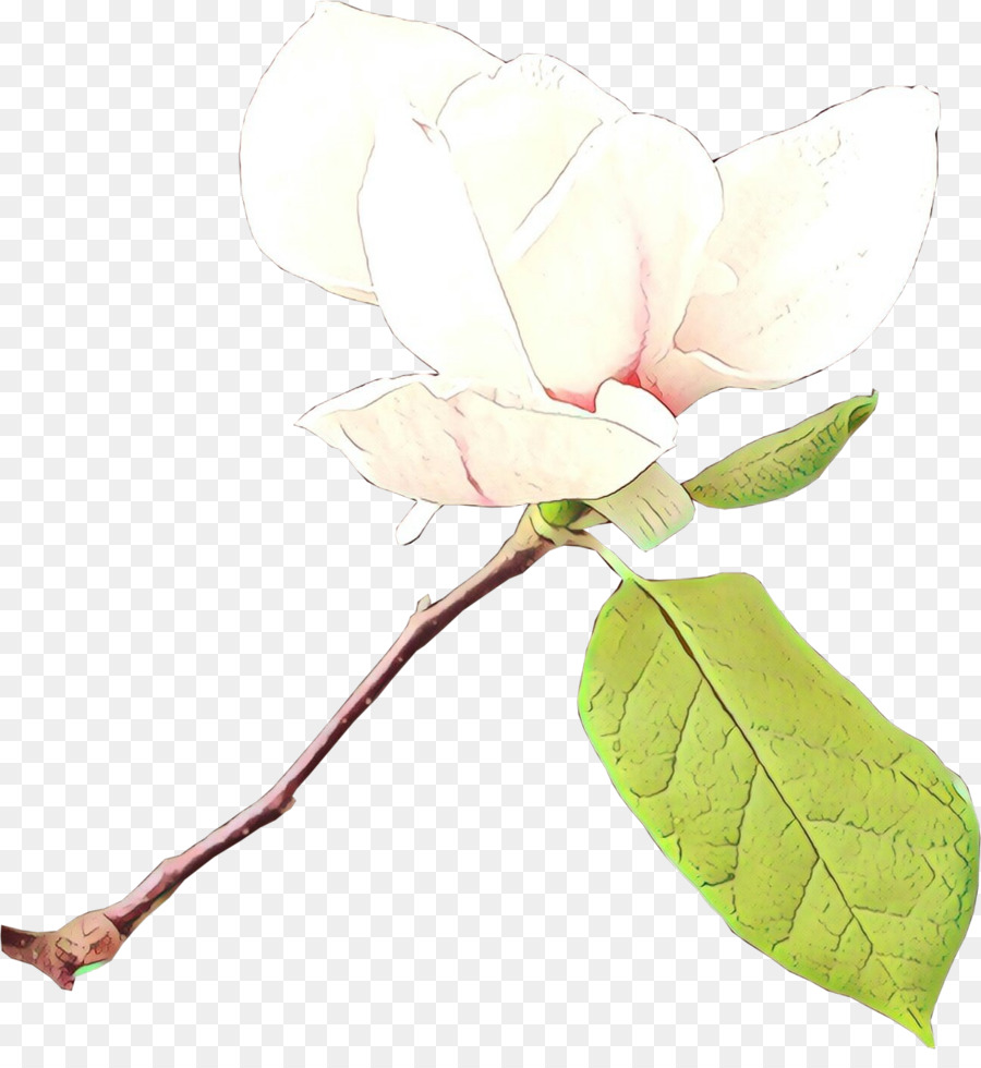 Flor，Planta PNG