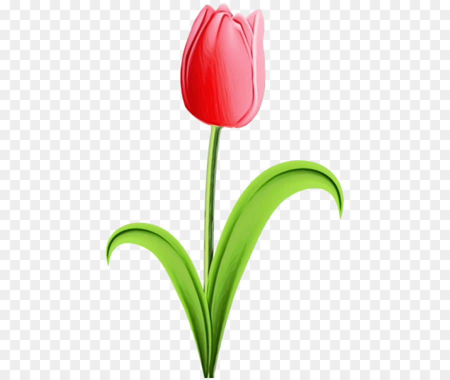 Flor，Tulip PNG