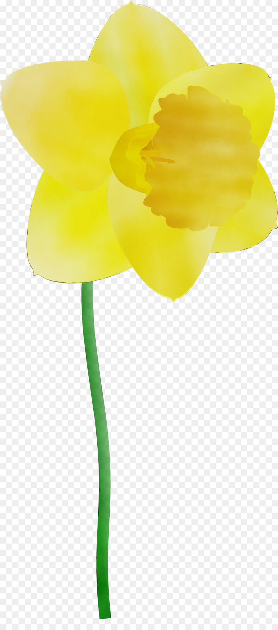 Amarillo，Flor PNG