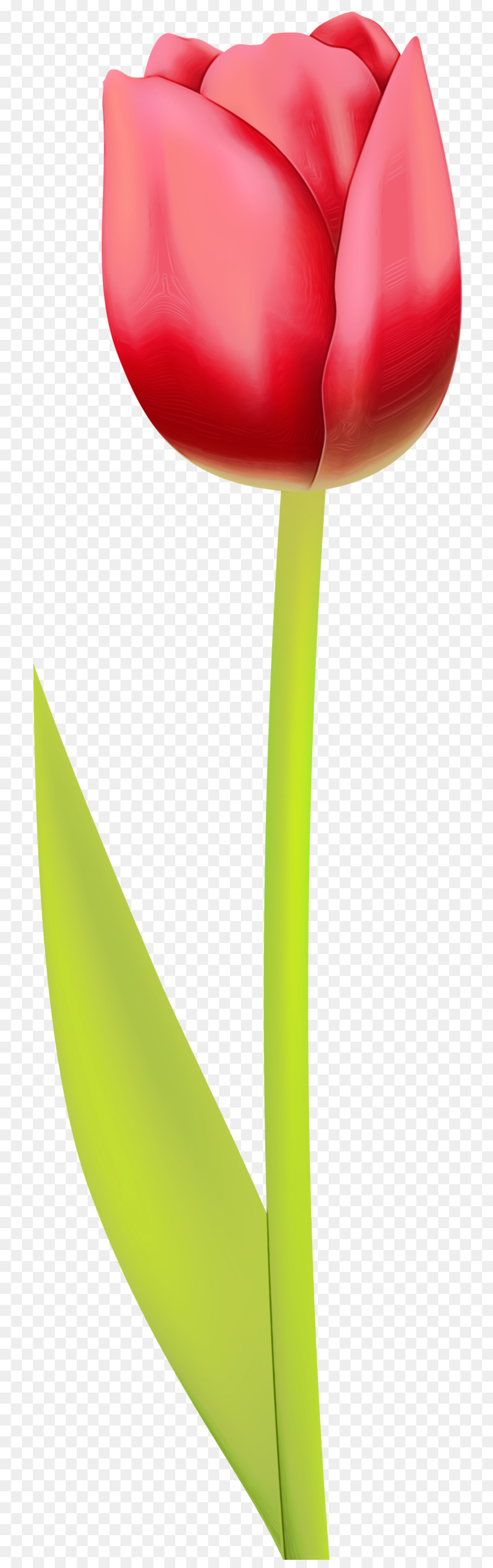 Tulip，Amarillo PNG