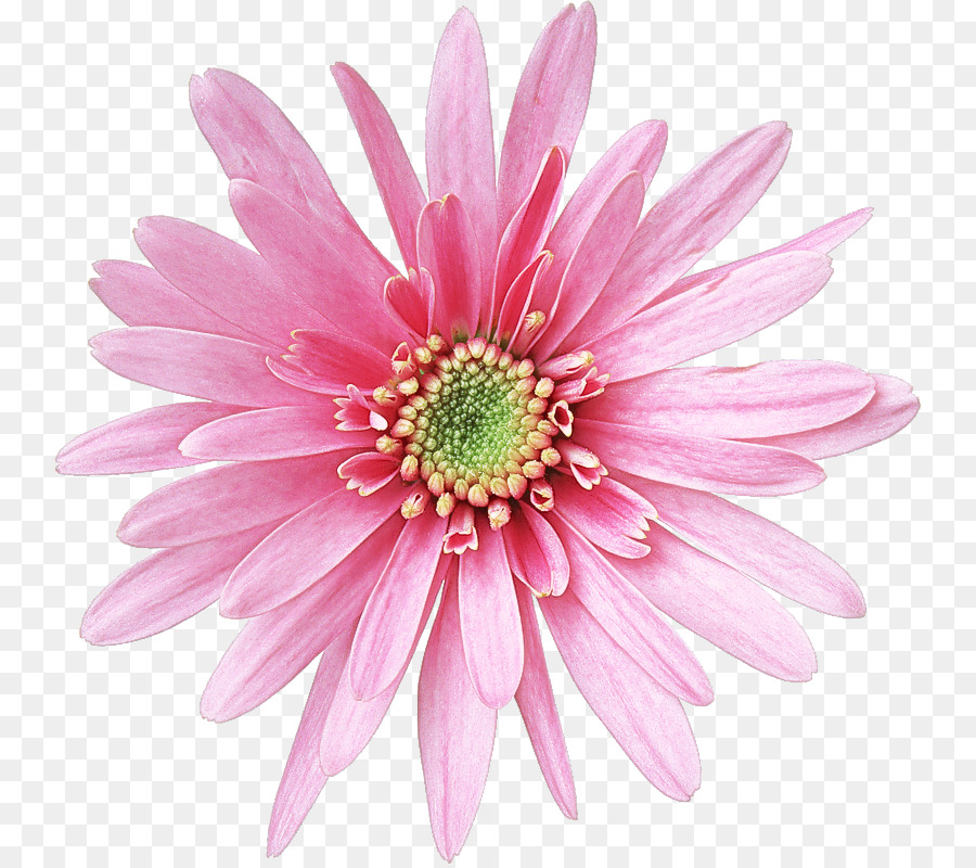 Flor，Floración PNG