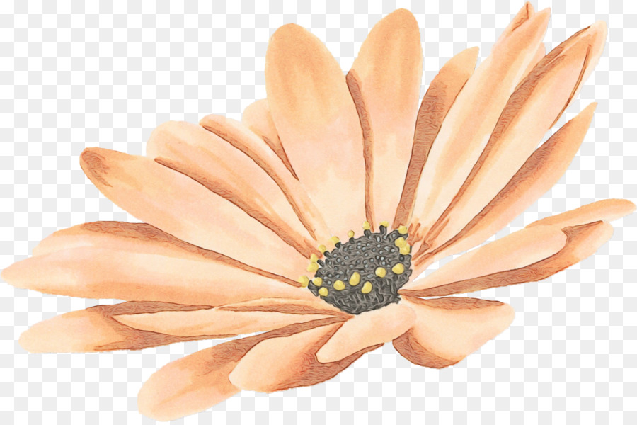 Pétalo，Gerbera PNG