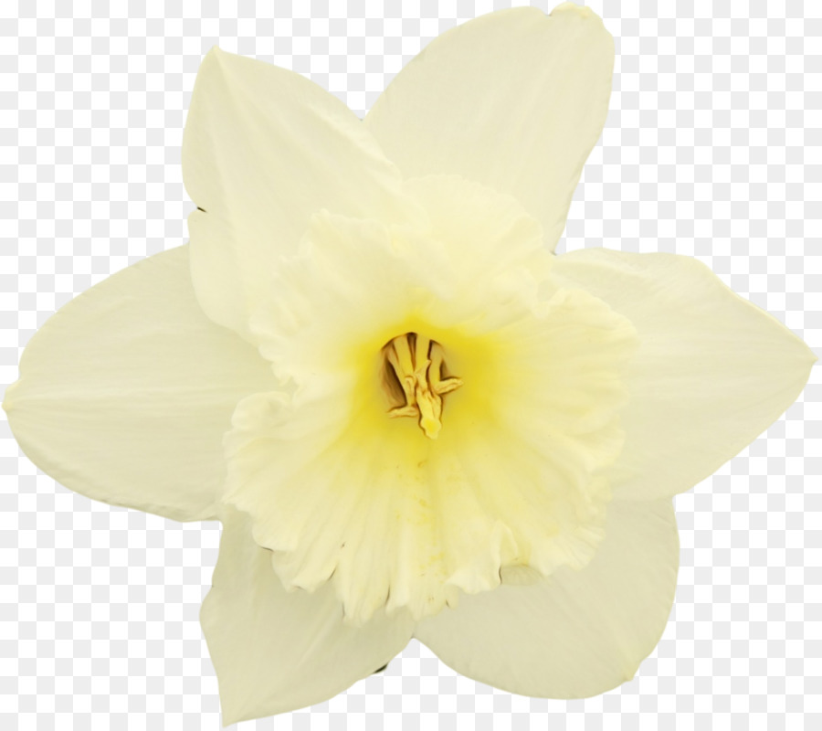 Blanco，Flor PNG