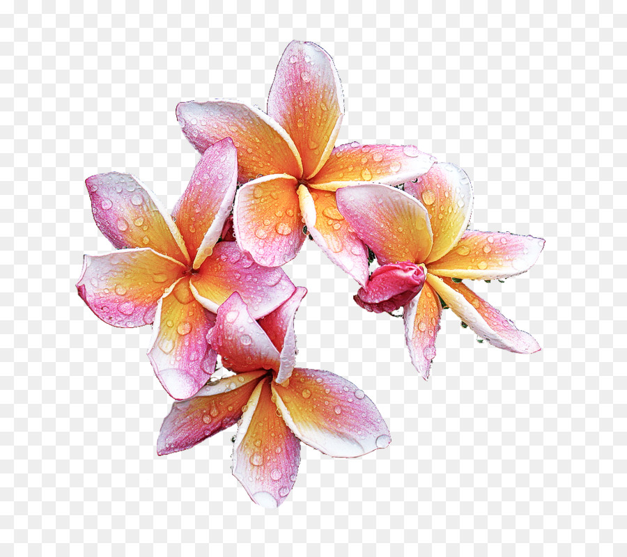 Flor，Frangipani PNG