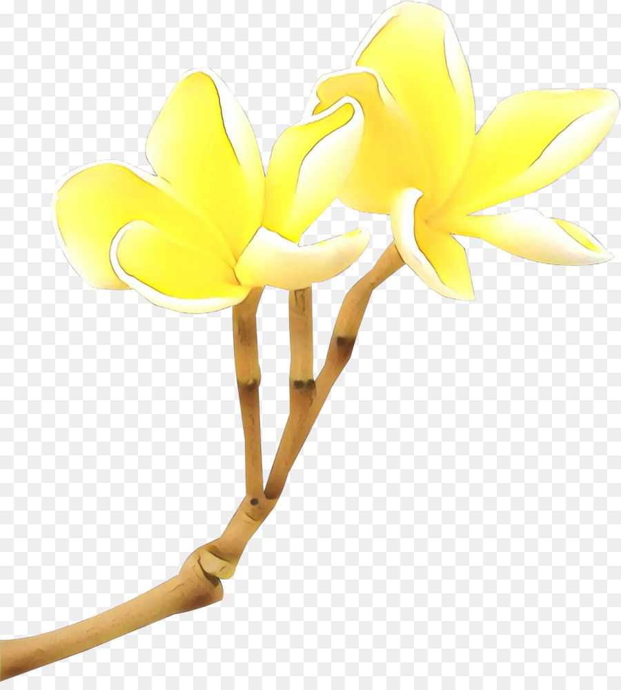 Amarillo，Flor PNG