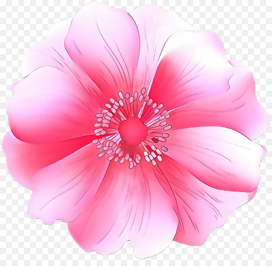 Rosa，Pétalo PNG