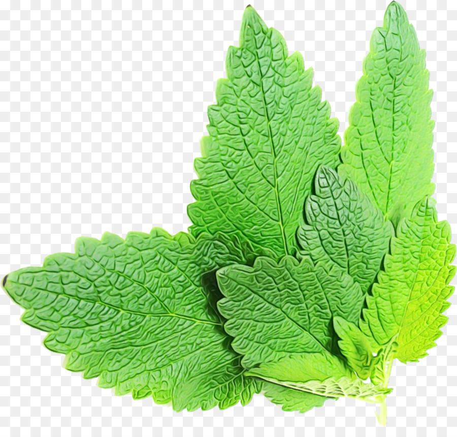 Hojas De Menta，Hierba PNG