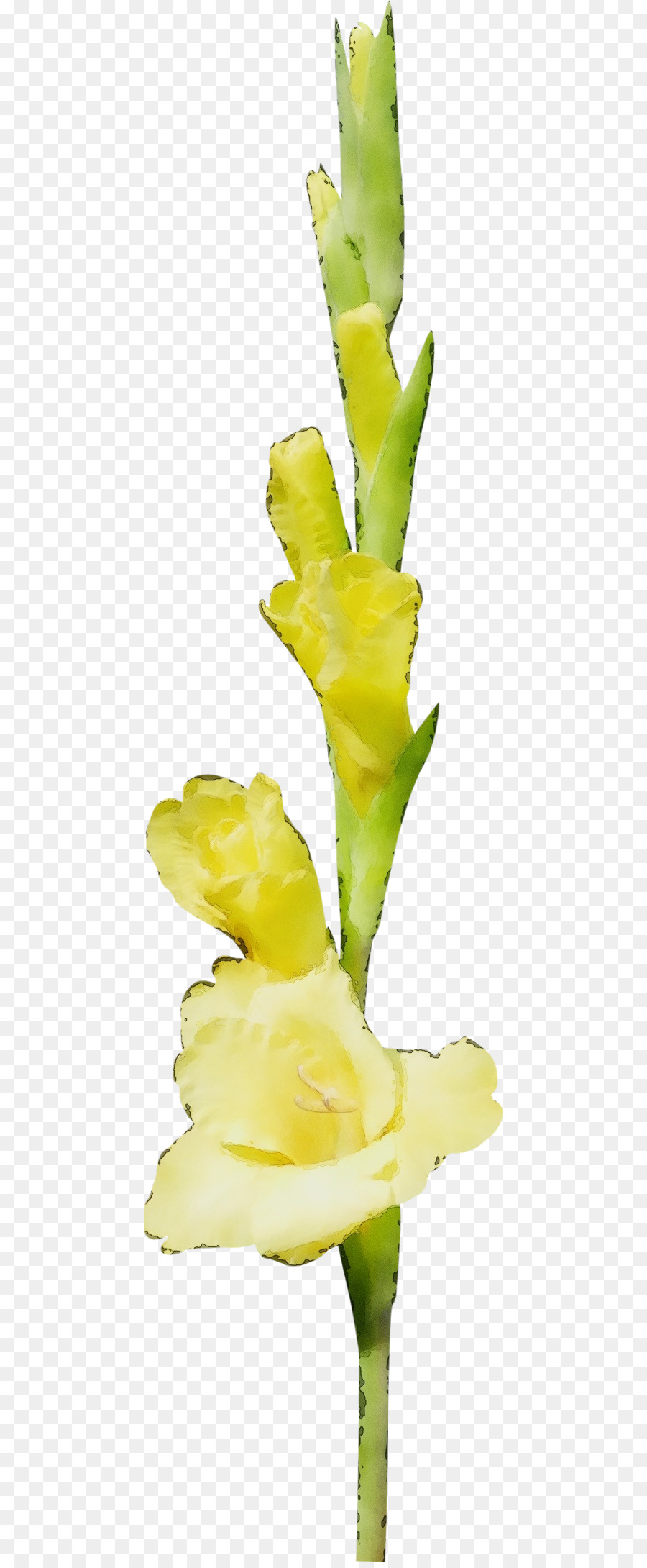 Flor，La Floración De La Planta PNG