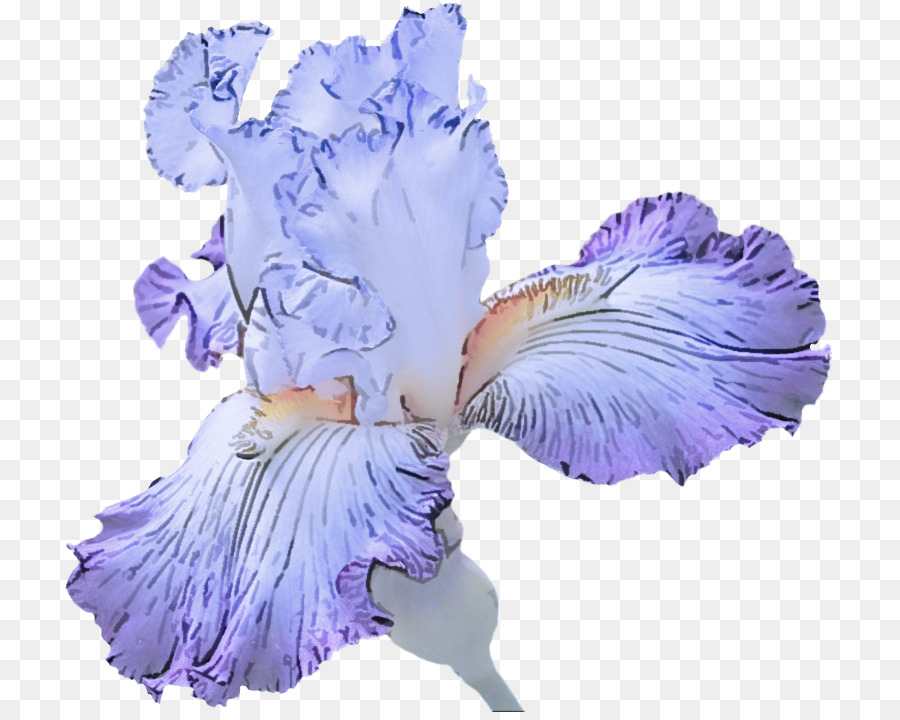 Morado，Flor PNG