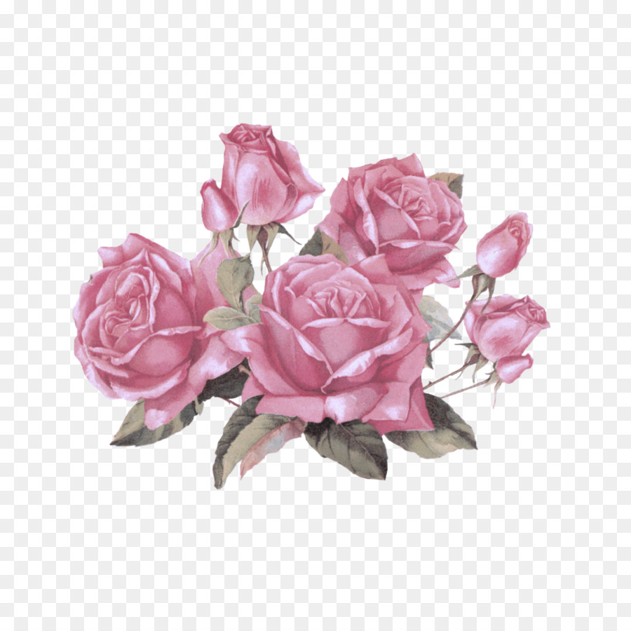 Rosa，Las Rosas De Jardín PNG