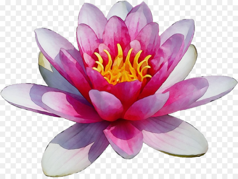 Flor De Loto，Flor PNG