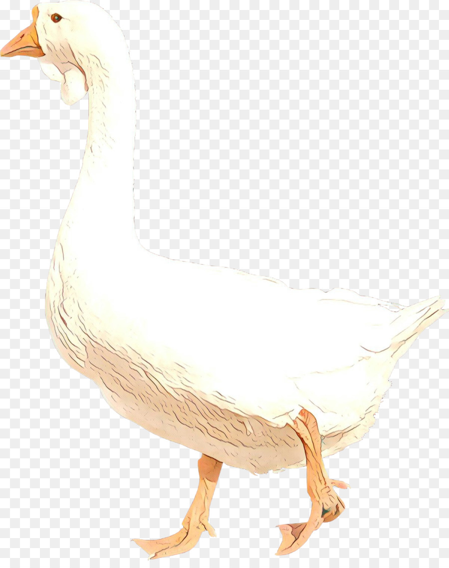 Aves，Ganso PNG