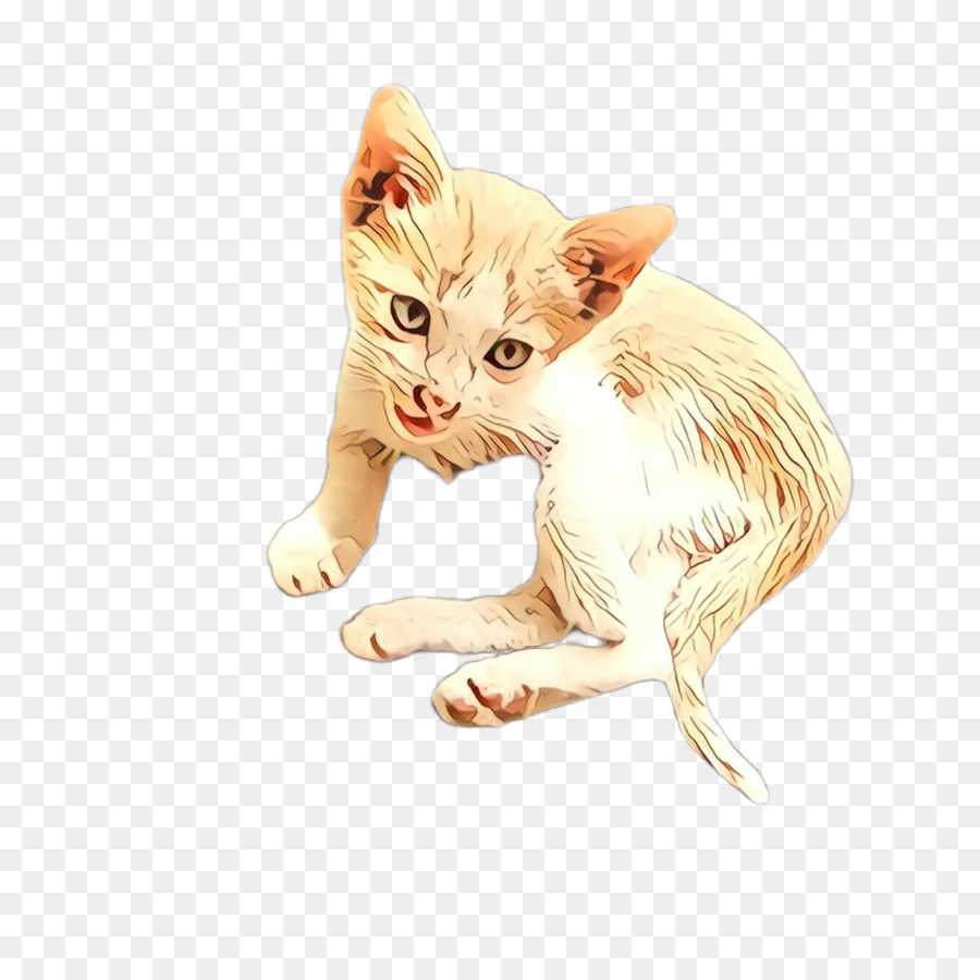 Gato，De Pequeñas A Medianas Gatos PNG