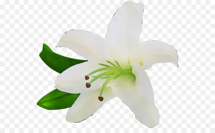 Blanco，Lily PNG