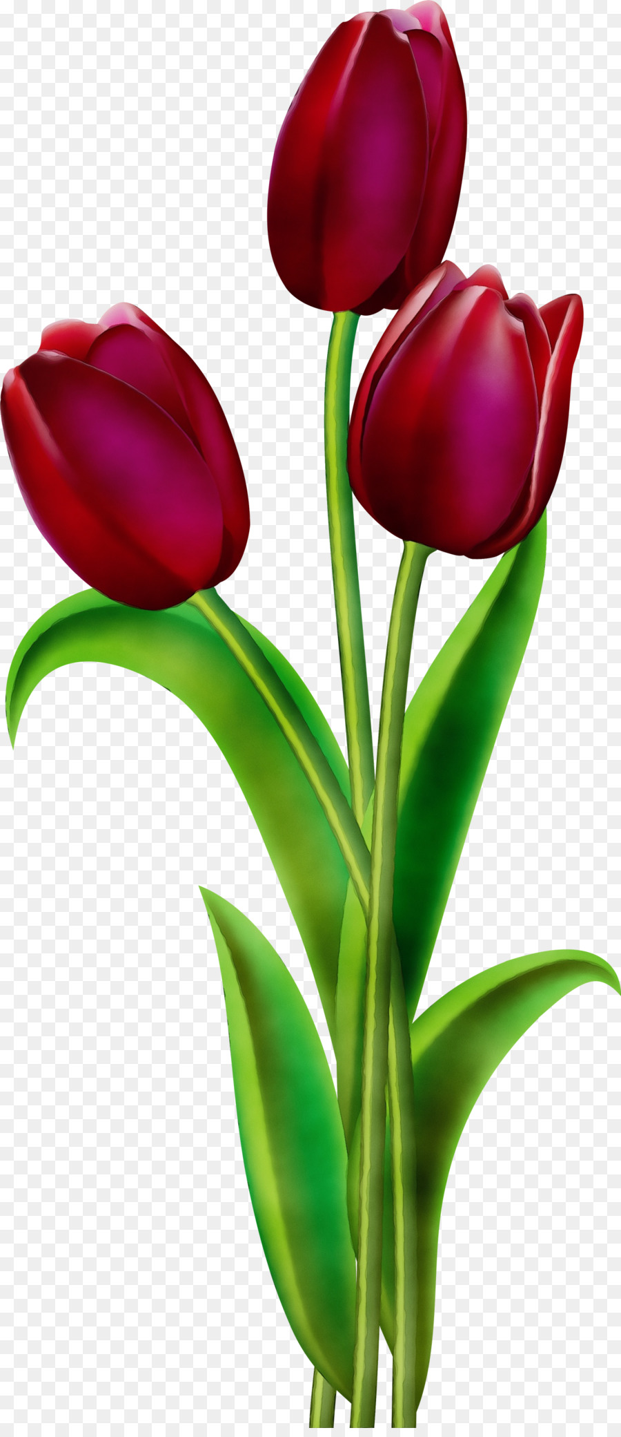 Tulipán，Planta PNG