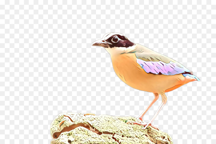 Aves，Pico PNG