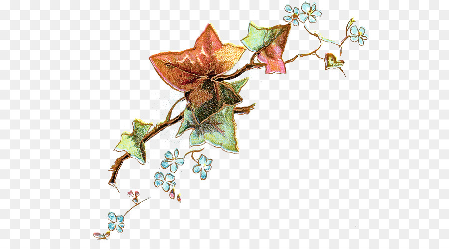 Flor，Planta PNG