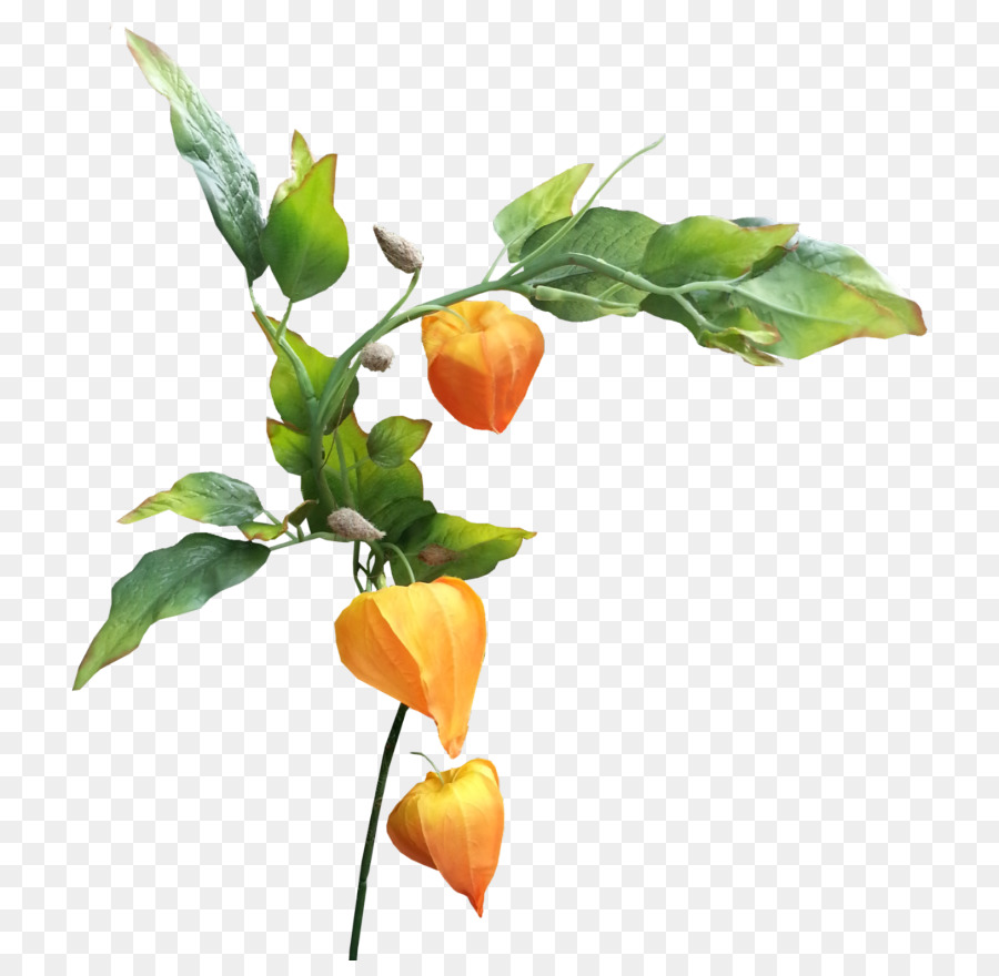 Planta De Linterna Colorida，Hojas PNG