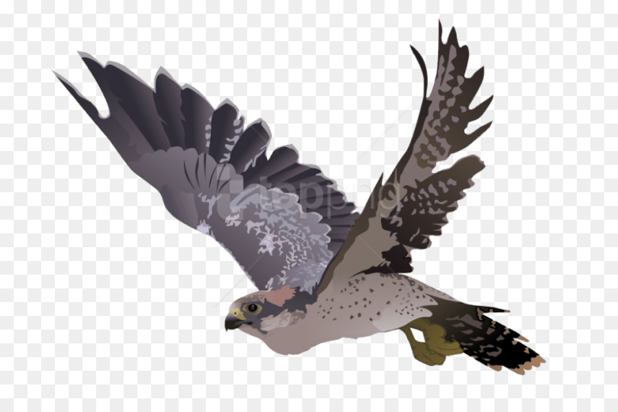 Pájaro，águila PNG