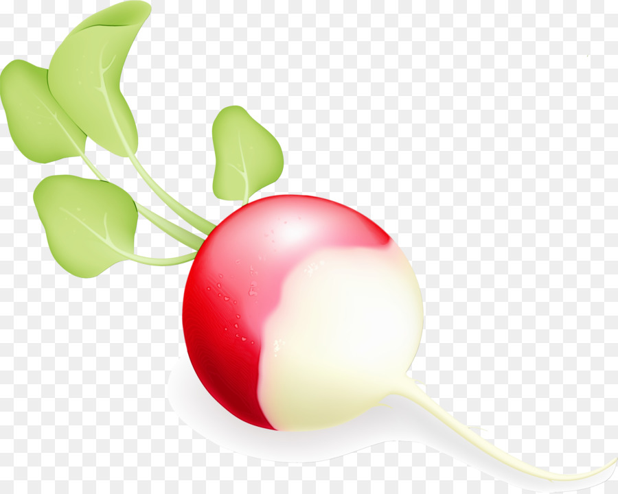 Rábano，Planta PNG