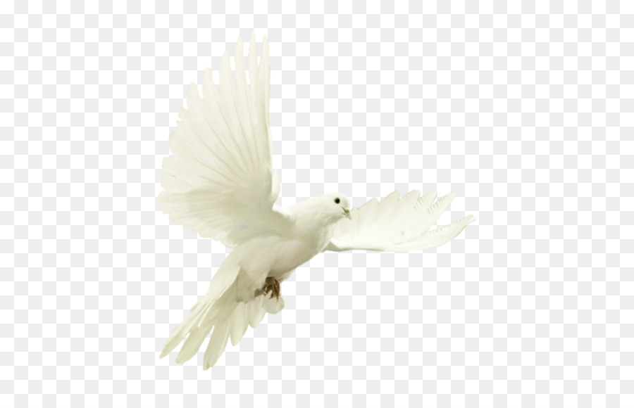 Blanco，Aves PNG