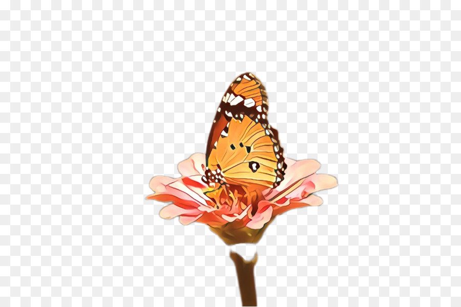 Mariposa，Cynthia Subgénero PNG