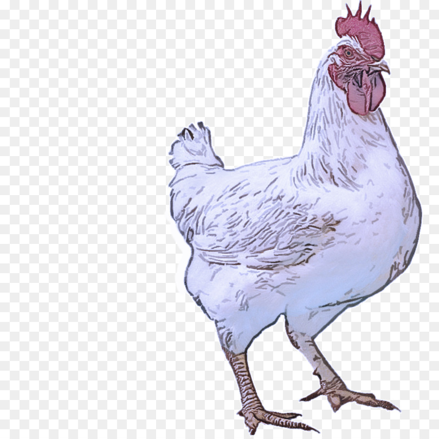 Aves，Pollo PNG