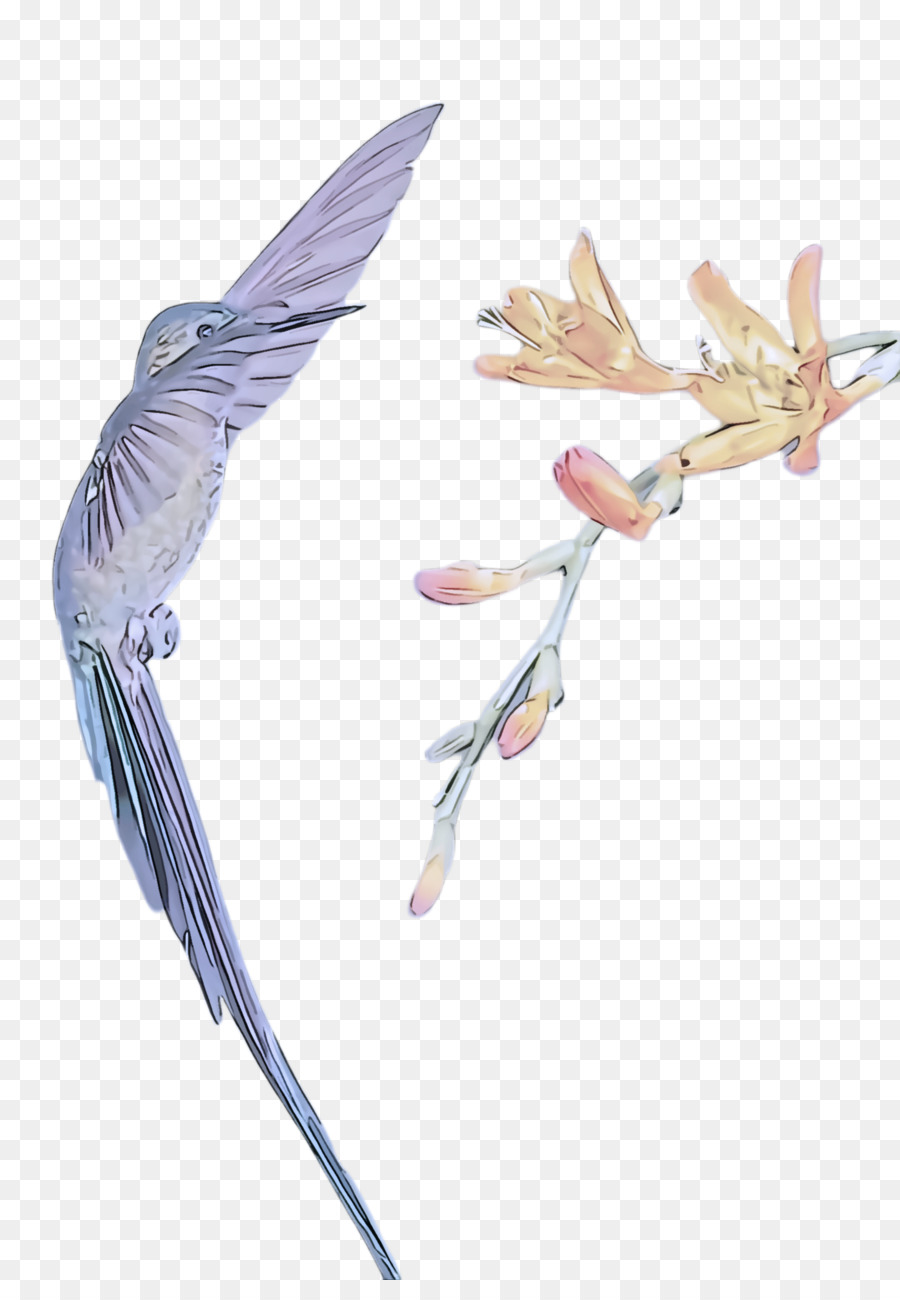 Ala，Pluma PNG