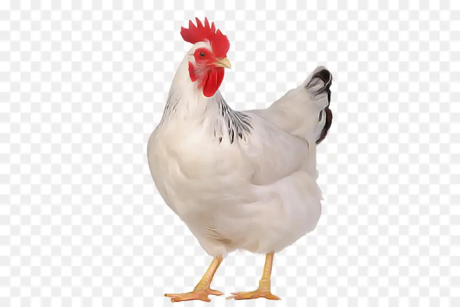 Aves，Pollo PNG