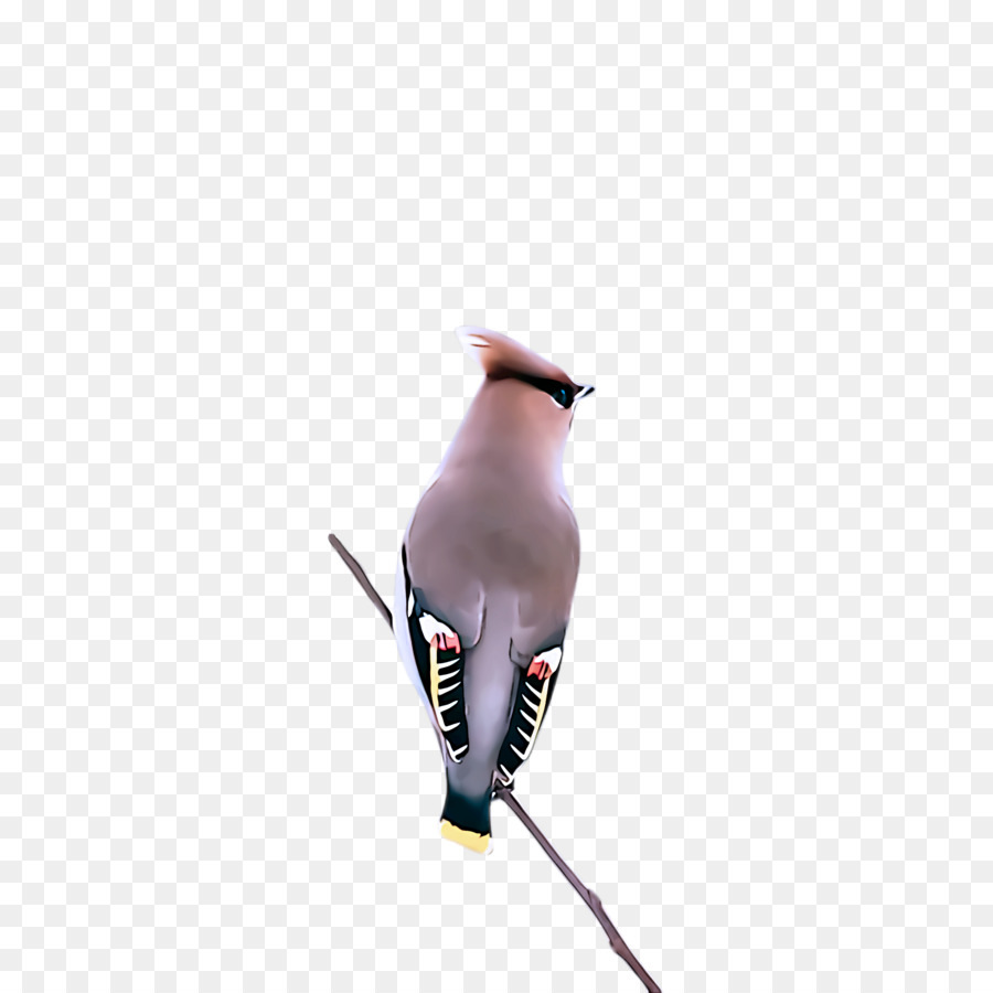 Ampelis，Cedro Waxwing PNG