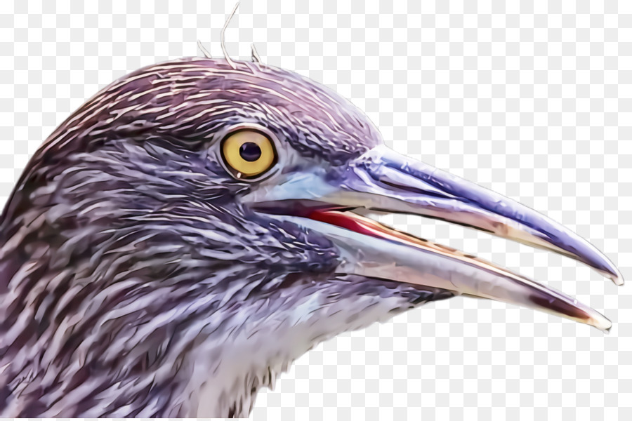 Aves，Pico PNG