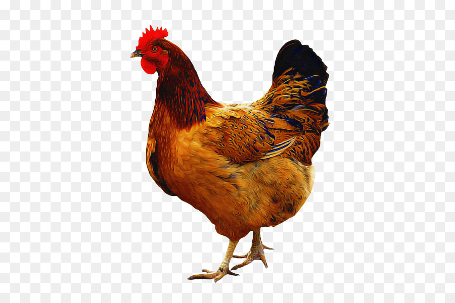 Aves，Pollo PNG