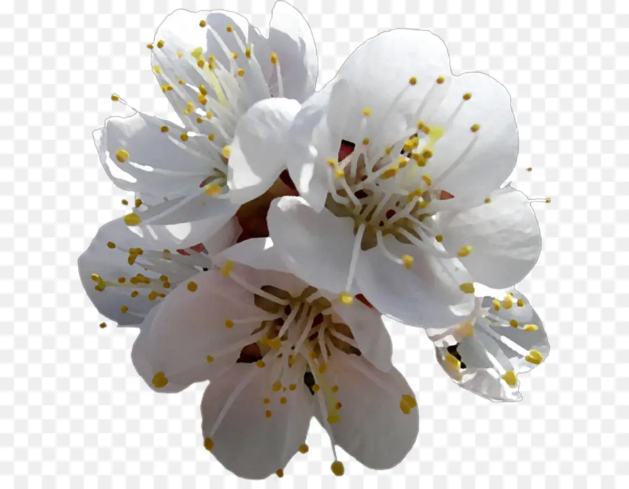 Flores Blancas，Florecer PNG