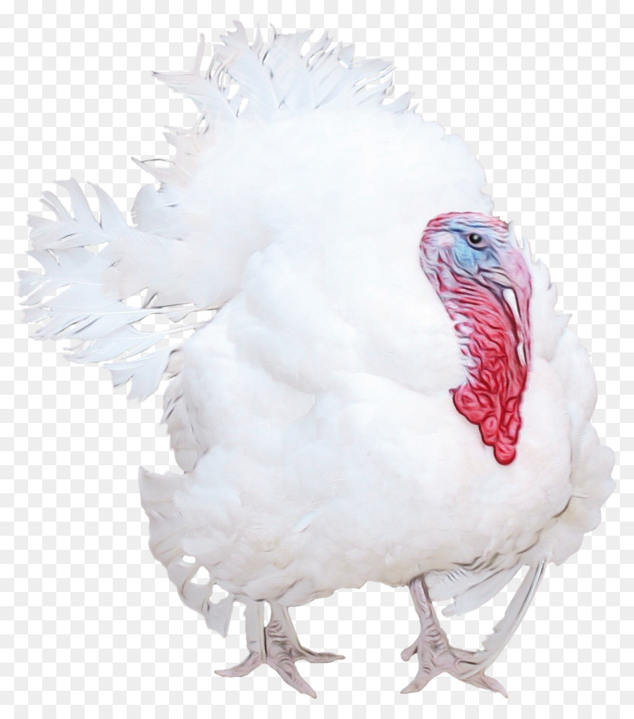 Pavo Blanco，Plumas PNG