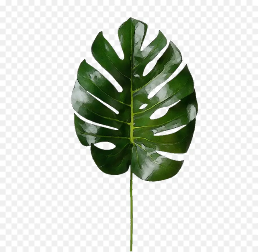 Hoja，Verde PNG