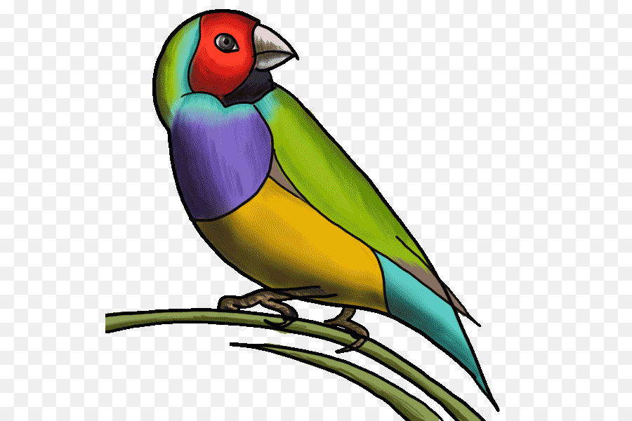 Pájaro，Plumas PNG