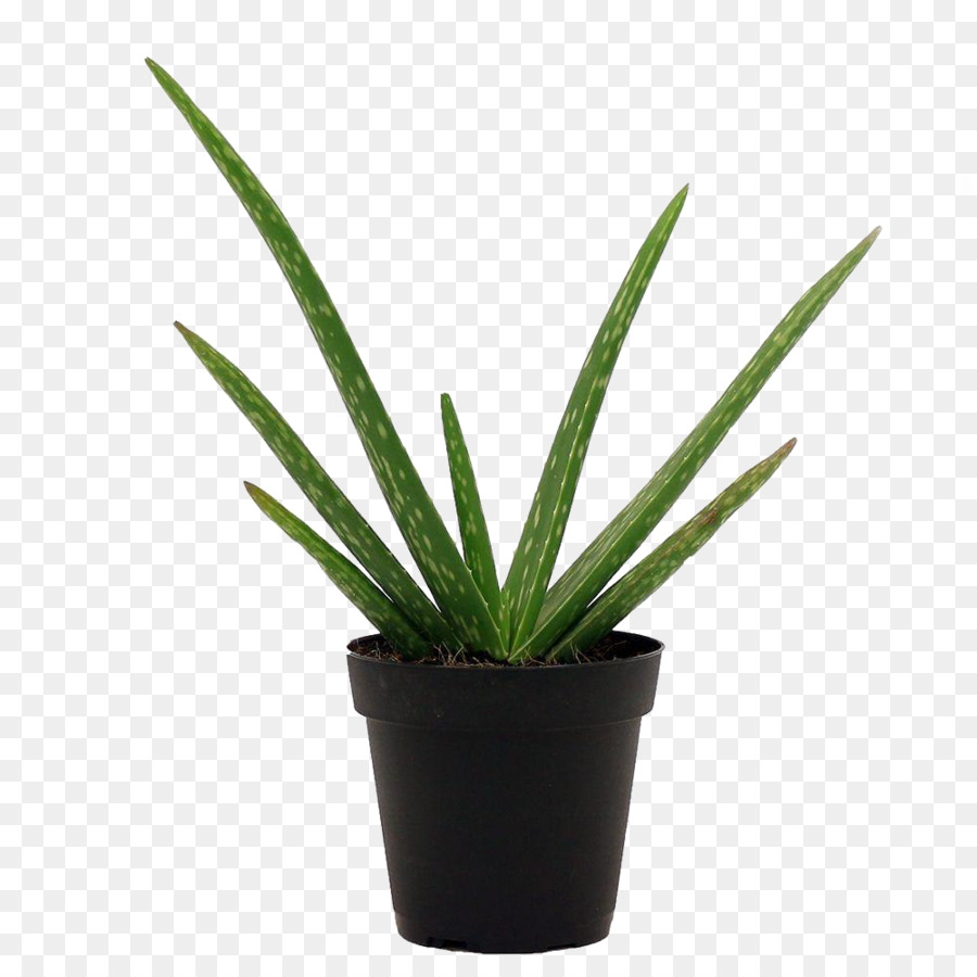 Planta，Maceta PNG