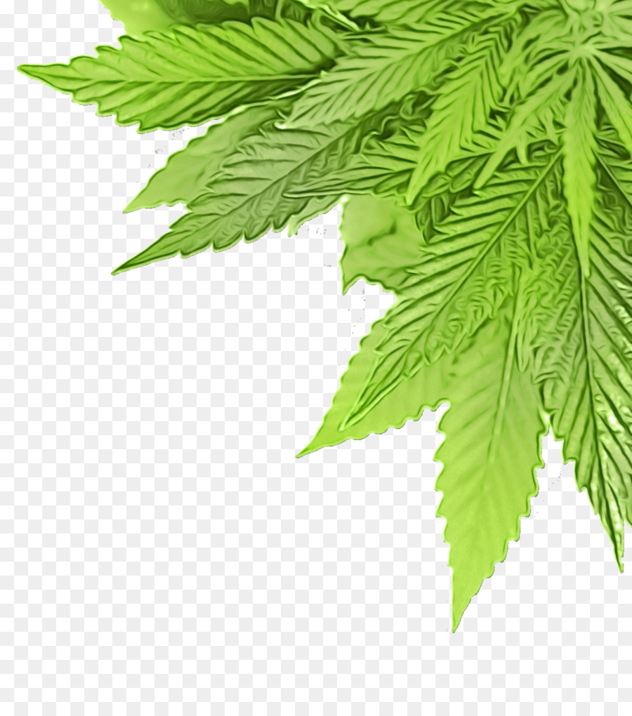 Hoja，Planta PNG