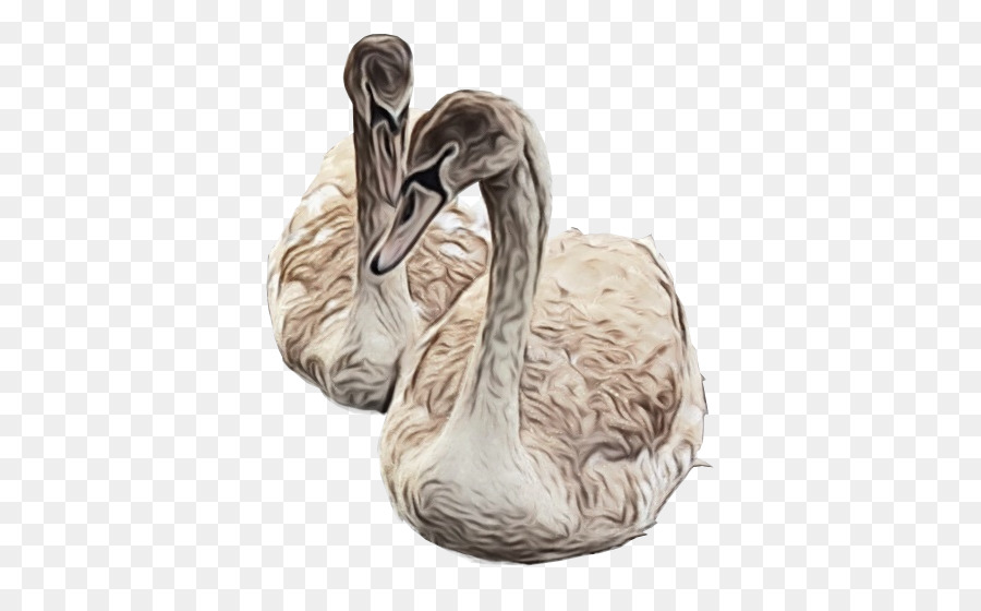 Swan，Aves PNG