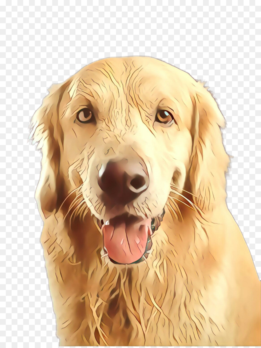 Perro，Golden Retriever PNG