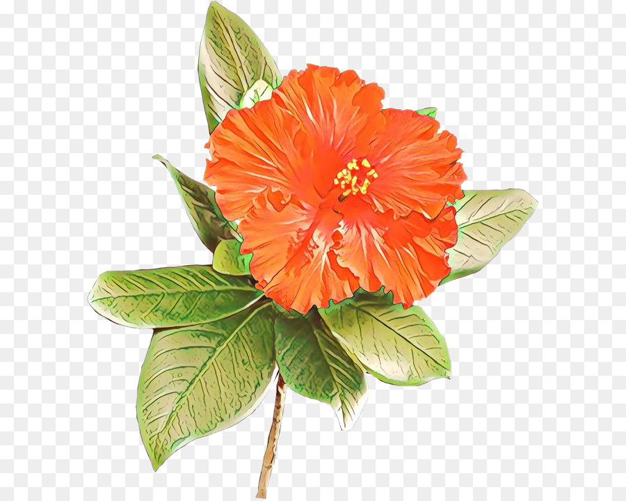 Flor，Naranja PNG