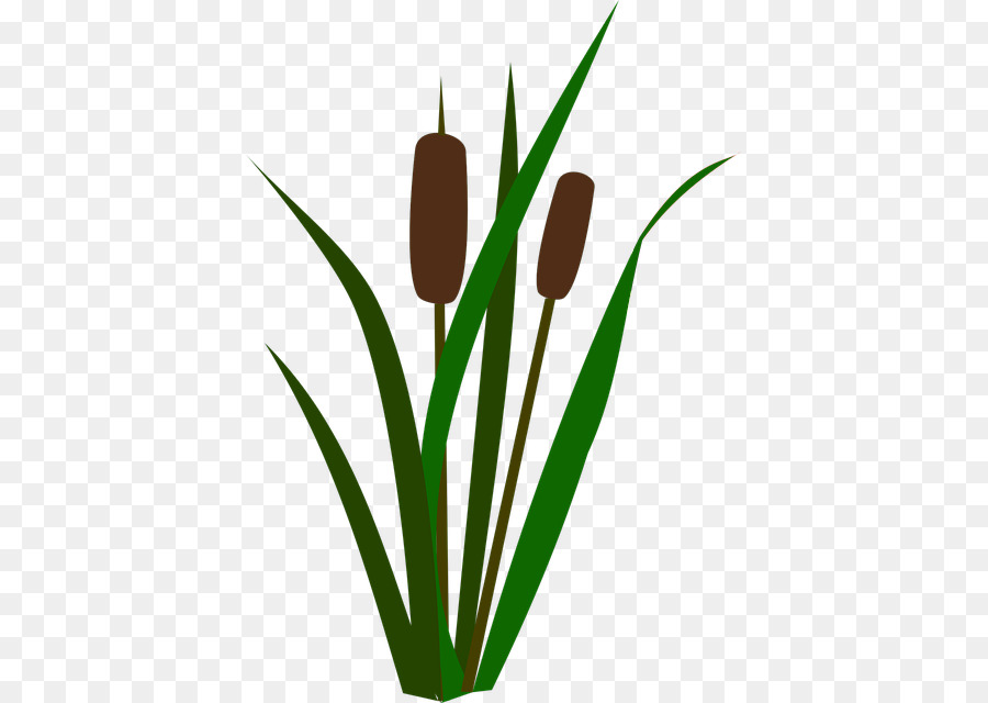 Flor，Planta PNG