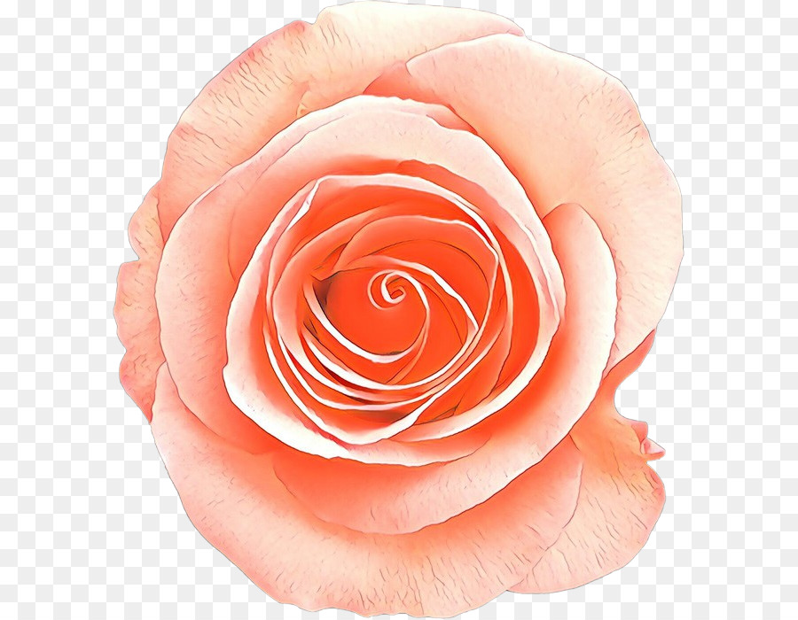 Las Rosas De Jardín，Rosa PNG