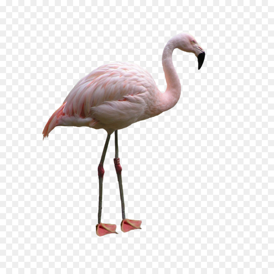 Aves，Flamingo PNG