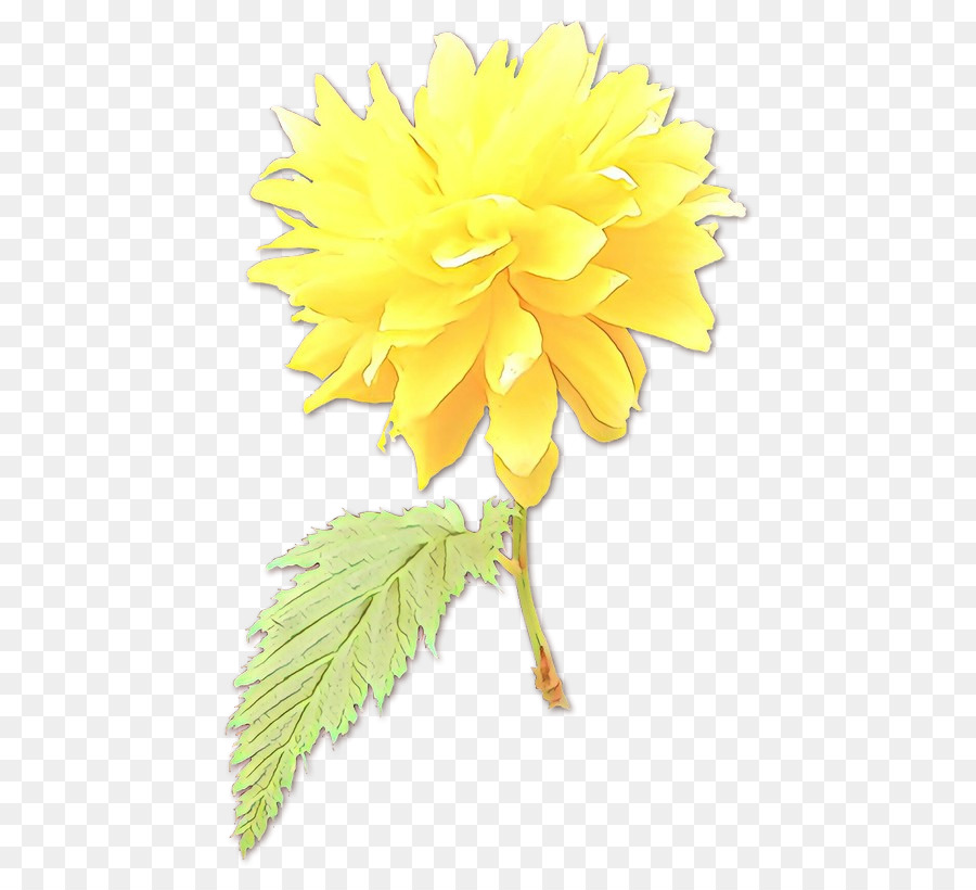 Flor，Amarillo PNG