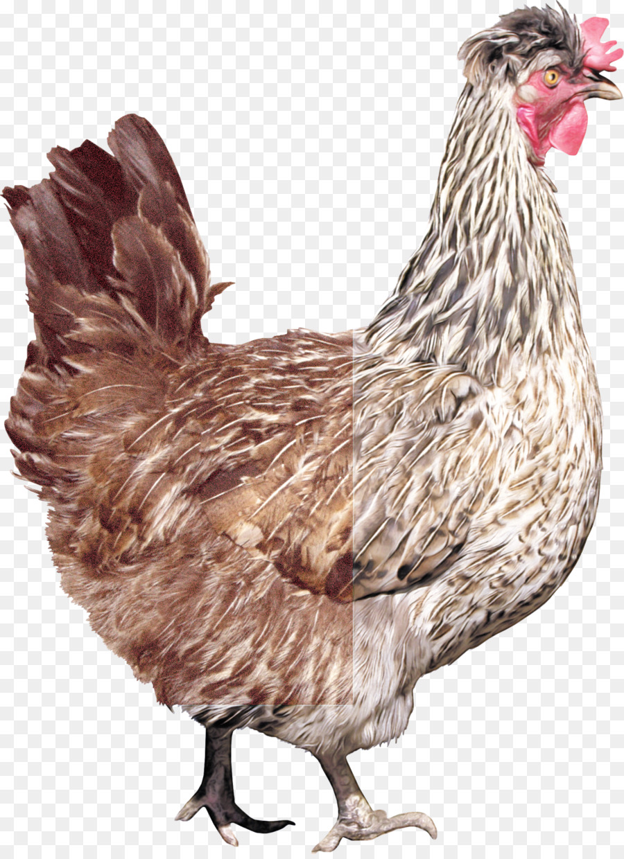 Aves，Pollo PNG