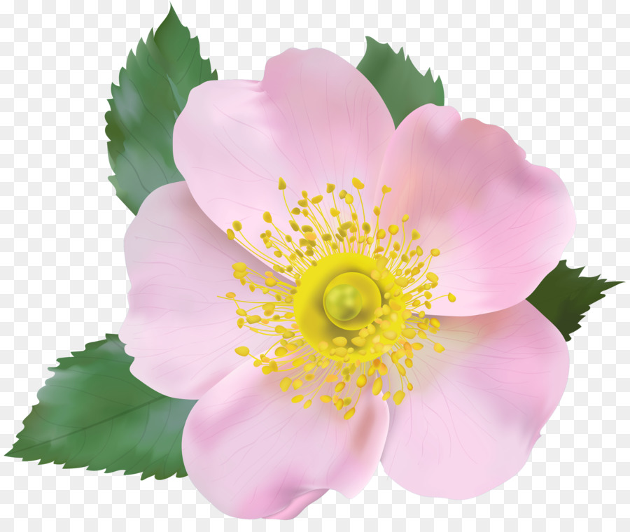 Flores Rosadas，Florecer PNG