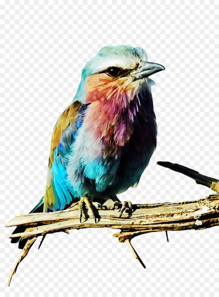 Aves，Rodillo PNG